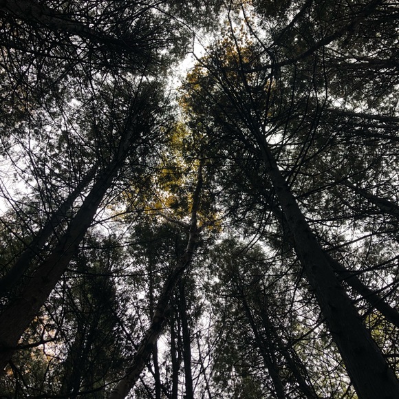 Meet your Posher, Skylar - Picture 1 of 1